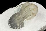 Detailed Hollardops Trilobite - Multi-Toned Shell #126284-5